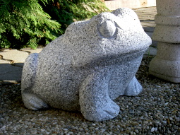 Granitfrosch 